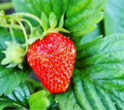 Image of BENTLEY GRANGE FRUIT FARM